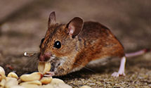 24 Hour & Emergency Exterminators in Martinville, AR
